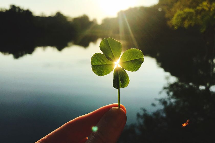 Kleeblatt im Sonnenschein