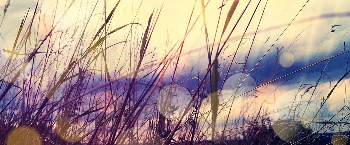 Grashalme im Wind